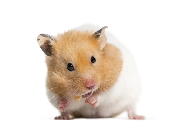 Hamster dourado alimentação na frente de fundo branco — Fotografia de Stock