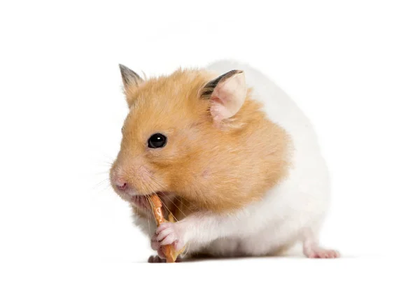 Hamster dourado comendo na frente de fundo branco — Fotografia de Stock