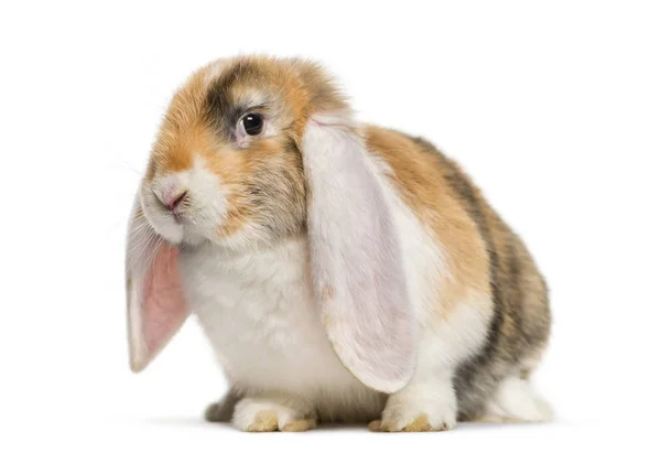 Французский кролик Lop на белом фоне — стоковое фото