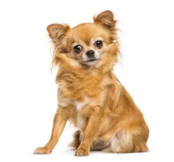 Chihuahua seduta davanti a sfondo bianco — Foto Stock