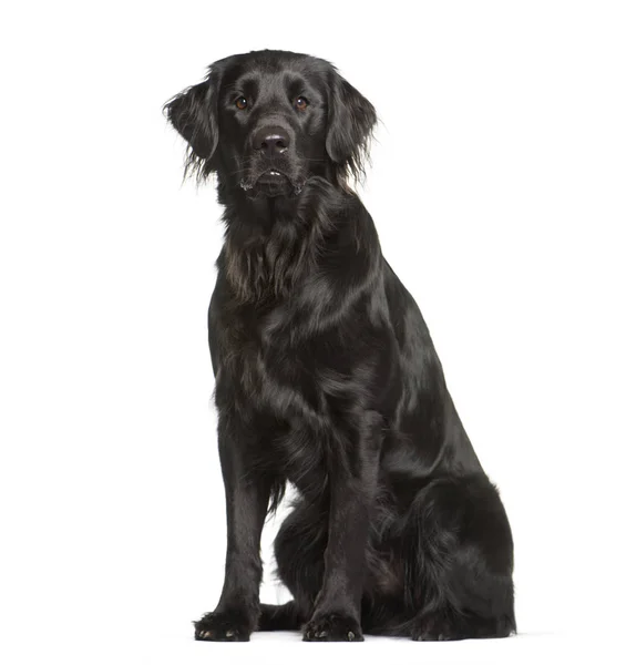 Flat Coated Retriever seduto davanti allo sfondo bianco — Foto Stock