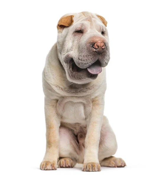 Shar pei, 5 Monate alt, sitzt vor weißem Hintergrund — Stockfoto