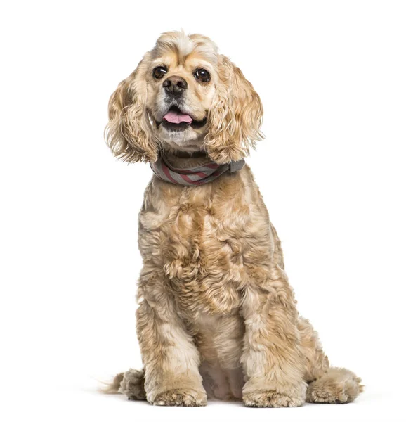 American Cocker Spaniel sentado na frente do fundo branco — Fotografia de Stock