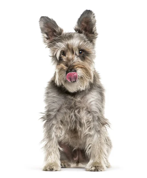 Schnauzer zit op witte achtergrond — Stockfoto