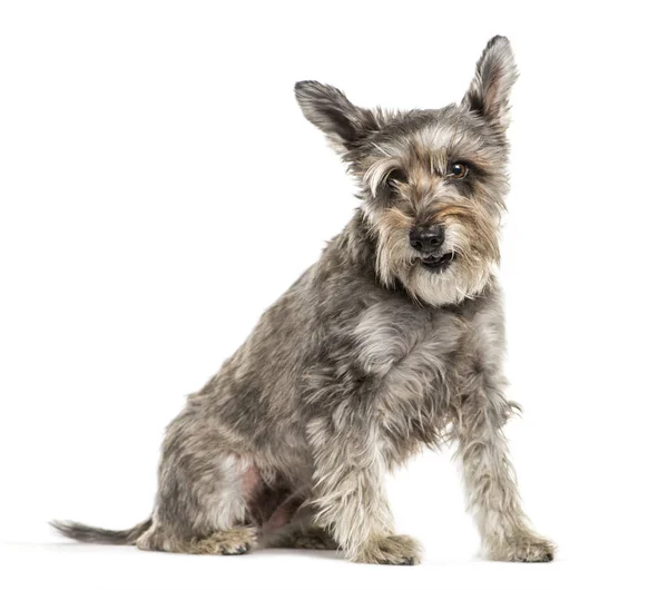 Miniature Schnauzer sitting in front of white background — Stock Photo, Image