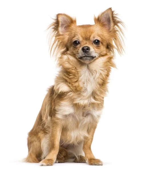 Chihuahua sentado na frente do fundo branco — Fotografia de Stock