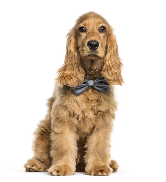 English Cocker Spaniel zit op witte achtergrond — Stockfoto