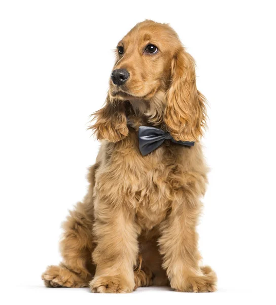 English Cocker Spaniel sitting in front of white background — Stock Photo, Image