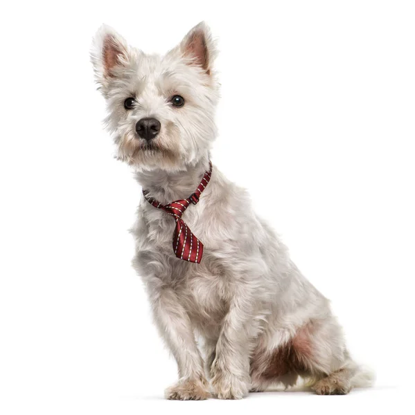 West Highland White Terrier siedząc na białym tle — Zdjęcie stockowe