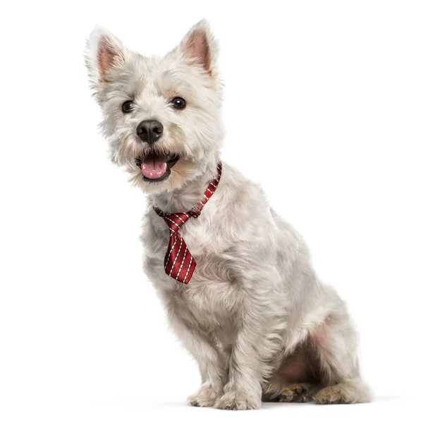 West Highland White Terrier sentado na frente do fundo branco — Fotografia de Stock