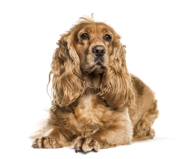 Inglês Cocker Spaniel deitado na frente de fundo branco — Fotografia de Stock