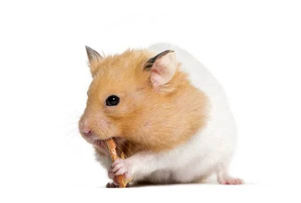 Golden Hamster eating in front of white background — Stock Image Golden Hamster eating in front of white background Royalty Free Stock Images