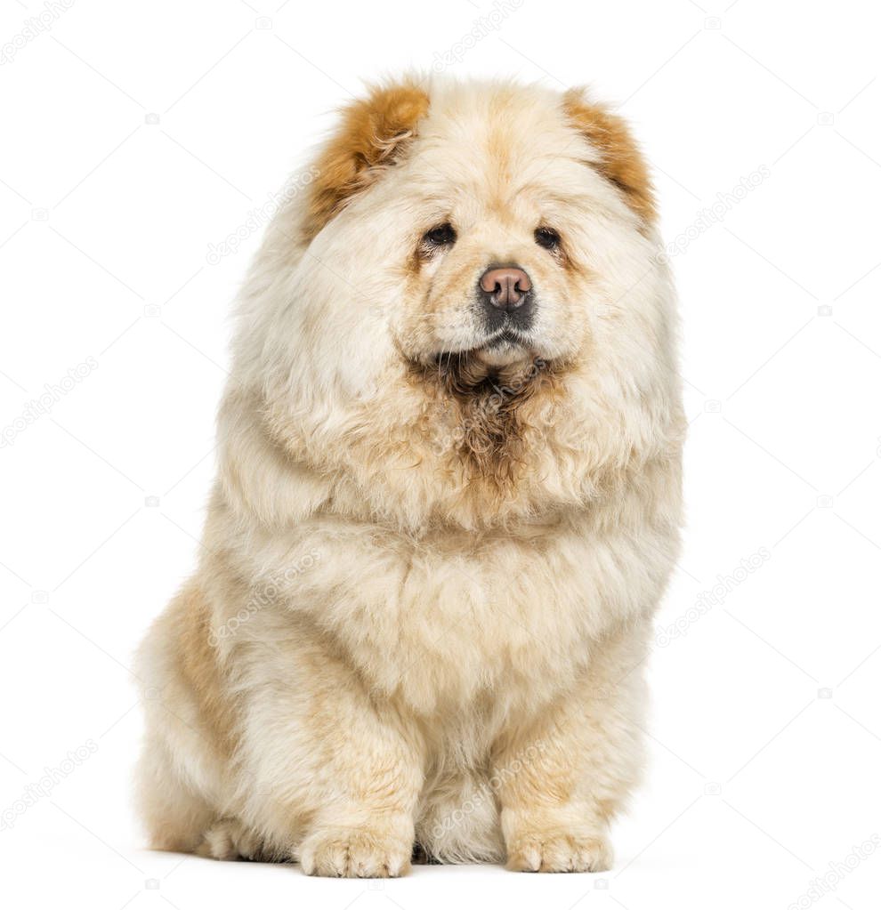 Chow Chow sitting in front of white background
