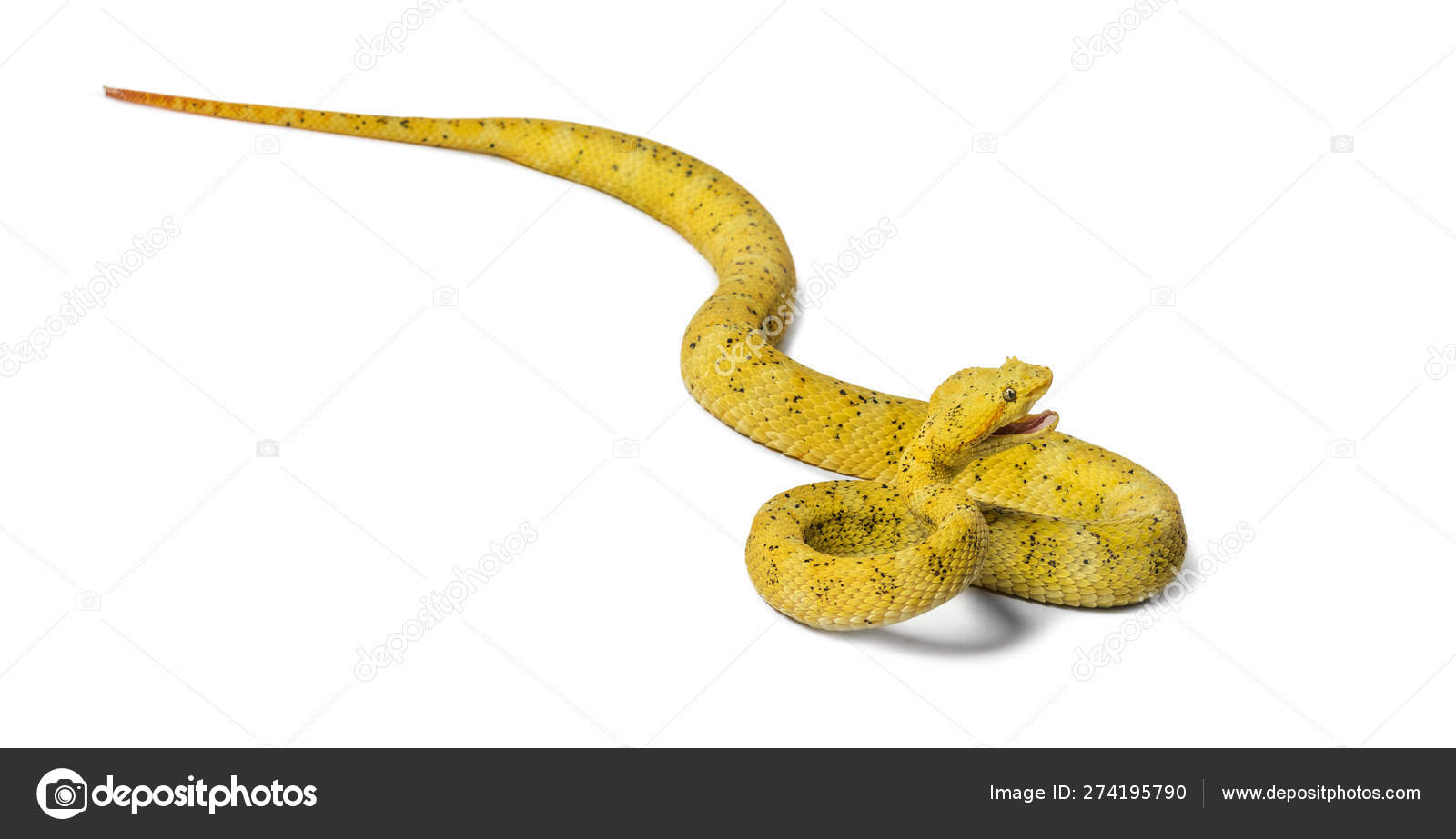 Leaf viper with its tongue out, Atheris squamigera, isolated on white Stock  Photo by Lifeonwhite