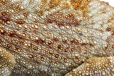 Panter bukalemun, beyazın önünde Furcifer Pardalis