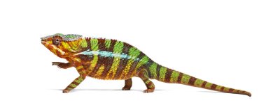 Panter bukalemun, Furcifer Pardalis, beyaz önünde