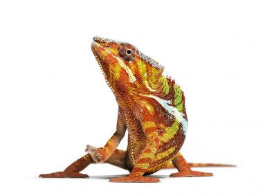 Panter bukalemun, Furcifer Pardalis, beyaz önünde