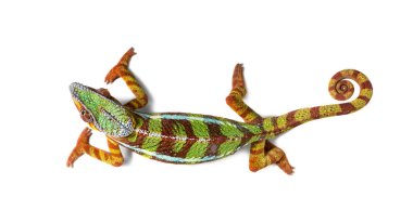 Panter bukalemun, Furcifer Pardalis, beyaz önünde