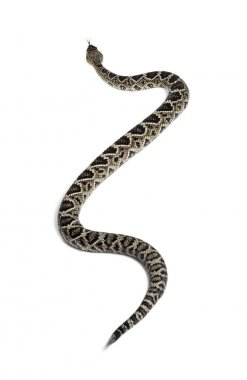 Batı Diamondback çıngıraklı yılan veya Texas Diamond-back ön o