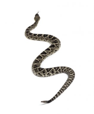 Batı Diamondback çıngıraklı yılan veya Texas Diamond-back ön o