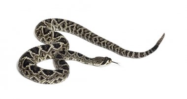 Batı Diamondback çıngıraklı yılan veya Texas Diamond-back ön o