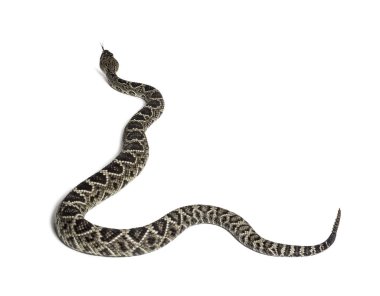 Batı Diamondback çıngıraklı yılan veya Texas Diamond-back ön o