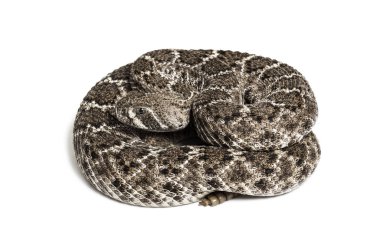 Batı Diamondback çıngıraklı yılan veya Texas Diamond-back ön o