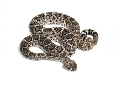 Batı Diamondback çıngıraklı yılan veya Texas Diamond-back ön o