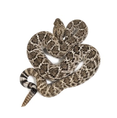 Batı Diamondback çıngıraklı yılan veya Texas Diamond-back ön o