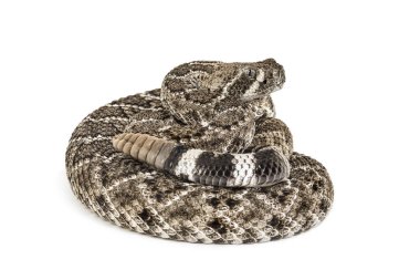 Batı Diamondback çıngıraklı yılan veya Texas Diamond-back ön o