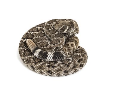 Batı Diamondback çıngıraklı yılan veya Texas Diamond-back ön o