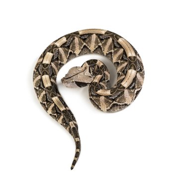 Bitis gabonica, GabooN Viper, Bitis gabonica, bir Viper Specie olduğunu