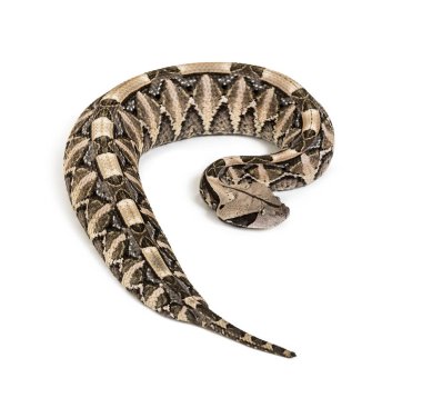Bitis gabonica, GabooN Viper, Bitis gabonica, bir Viper Specie olduğunu