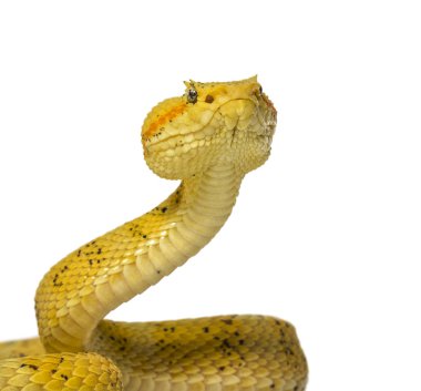 Kirpik Viper, beyaz önünde pit Viper
