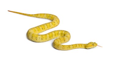 Kirpik Viper, beyaz önünde pit Viper