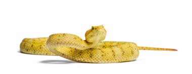 Kirpik Viper, beyaz önünde pit Viper