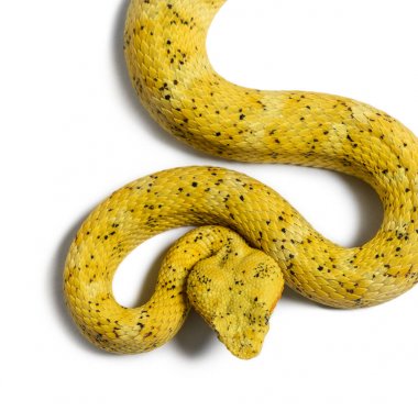 Kirpik Viper, beyaz önünde pit Viper