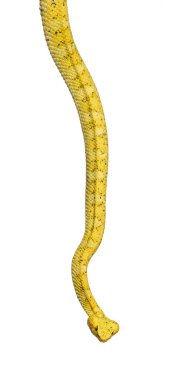 Kirpik Viper, beyaz önünde pit Viper