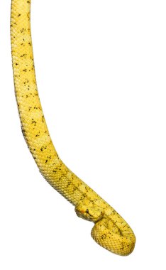 Kirpik Viper, beyaz önünde pit Viper