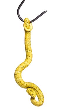 Kirpik Viper, beyaz önünde pit Viper