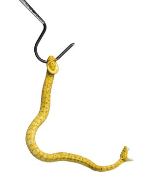 Kirpik Viper, beyaz önünde pit Viper