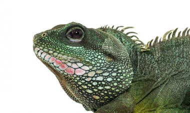 Çin su ejderha, Physignathus cocincinus