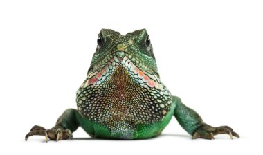 Çin su ejderha, Physignathus cocincinus