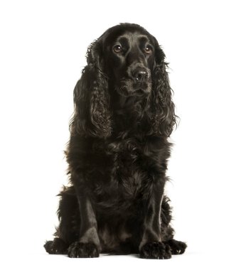 Cocker spaniel beyaz arkaplanda oturuyor