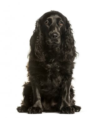 Cocker spaniel beyaz arkaplanda oturuyor