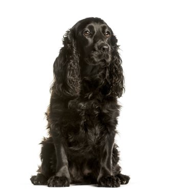 Cocker spaniel beyaz arkaplanda oturuyor