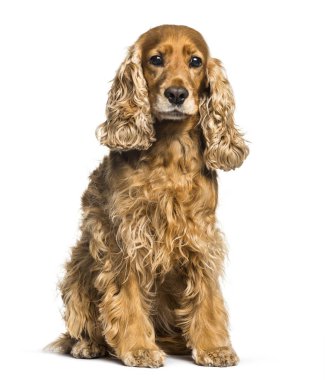 Cocker spaniel beyaz arkaplanda oturuyor