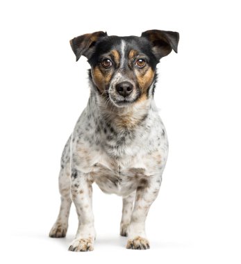 Jack Russell beyaz arka planda ayakta