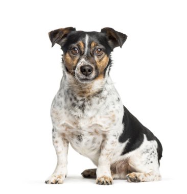 Jack Russell beyaz arka planda oturan