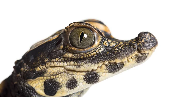 Crocodilo anão contra fundo branco — Fotografia de Stock